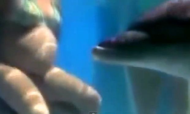 σεξ με ένα βίντεο δελφίνι